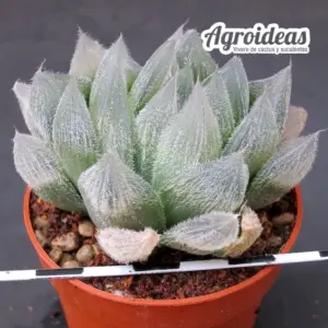 Haworthia cooperi var. venusta GM292