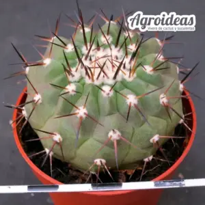 Copiapoa X cinerea ssp. cinerea