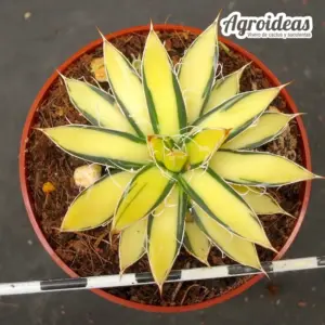 Agave filifera "Mediopicta Variegata"