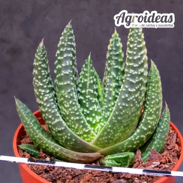 Gasterhaworthia «Royal Higness» variegata - Imagen 2