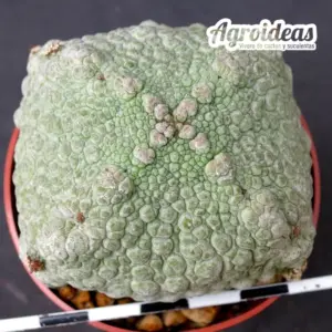 Pseudolithos harardheranus "Ejemplar 6 años"