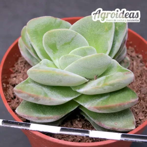 Crassula coralita - Imagen 2