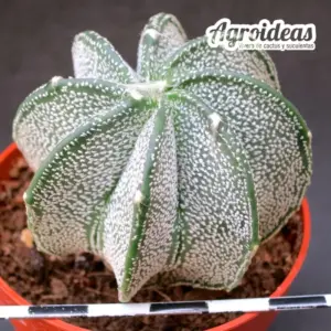 Astrophytum capricorne var. niveum