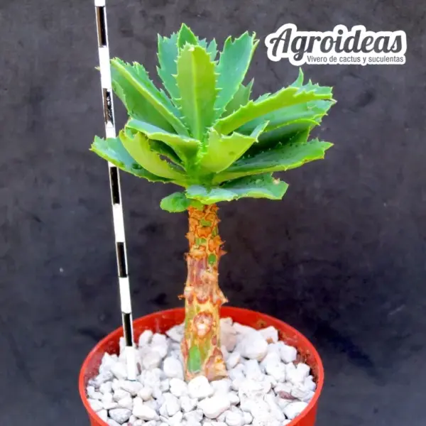 Monadenium torrei - Imagen 2