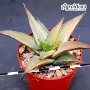 Haworthia tessellata "variegata"
