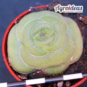 Crassula hemisphaerica