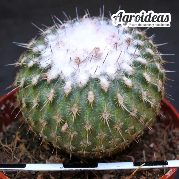 Epithelantha unguispina - Imagen 2