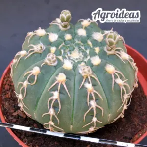 Gymnocalycium X triacanthum fr. tortuosa «Ex. Agroideas» MØ-11cm