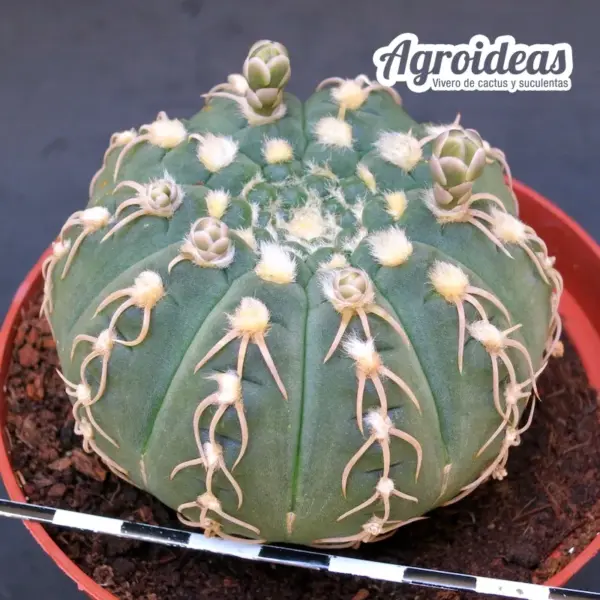 Gymnocalycium X triacanthum fr. tortuosa «Ex. Agroideas» MØ-11cm