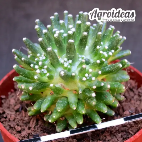 Mammillaria painteri "monstruosa" - Imagen 2