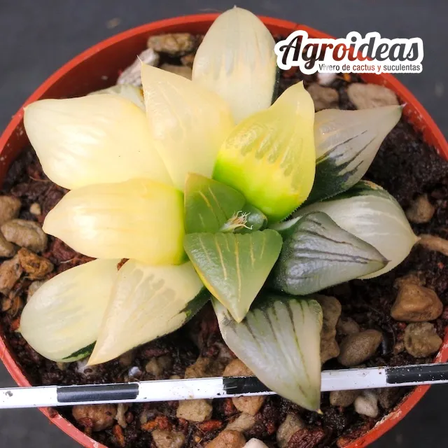 Haworthia atrofusca "variegata"