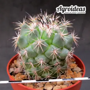 Coryphantha difficilis