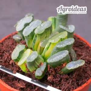 Haworthia «Illumination»