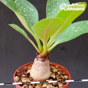 Euphorbia ramena