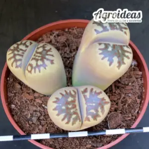 Lithops Dorotheae C300 "Ejemplar" MØ-11cm