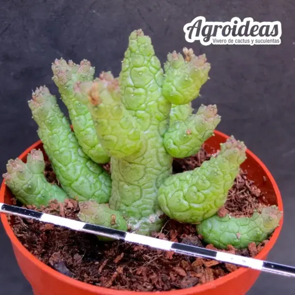 Stapelianthus madagascariensis x Pseudolithos caput-viperae - Imagen 2