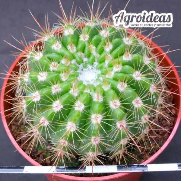 Notocactus herteri - Imagen 2