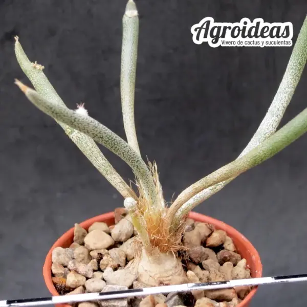 Digitostigma caput-medusae