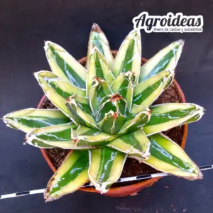 Agave Victoriae-Reginae "Kizan" Ejemplar