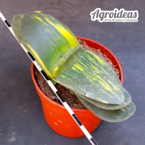 Gasteria híbrida «variegata»