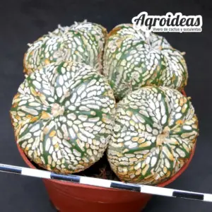 Astrophytum superkabuto "Selección"