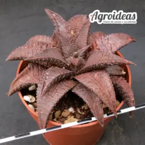 Haworthia tessellata X koelmaniorum "Ejemplar"