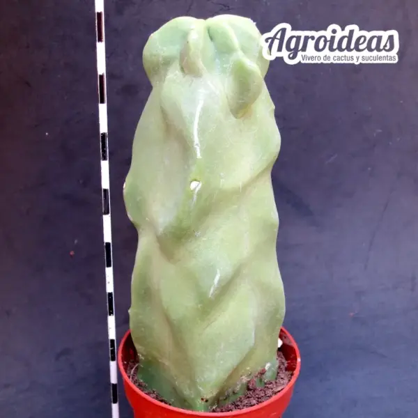 Lophocereus schottii f. mieckleyanus - Imagen 2
