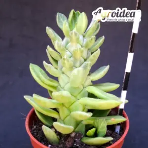 Euphorbia lugardiae