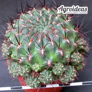 Sulcorebutia polymorpha