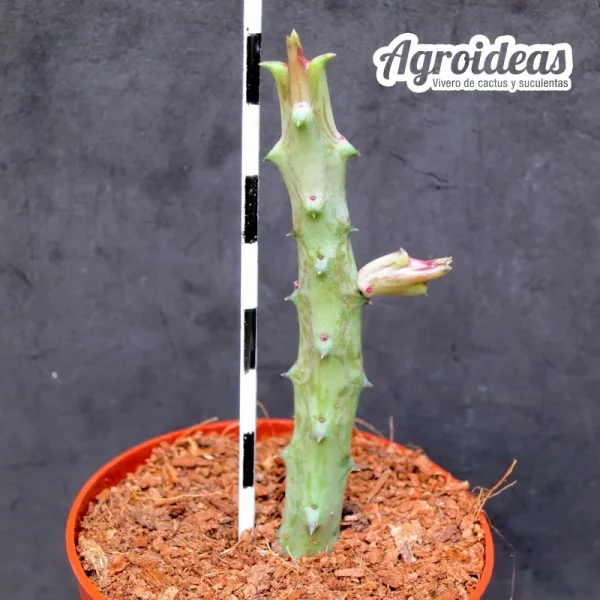 Orbeanthus hardyi - Imagen 2