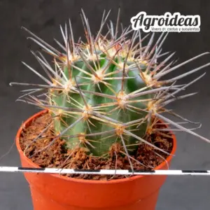 Austrocactus patagonicus