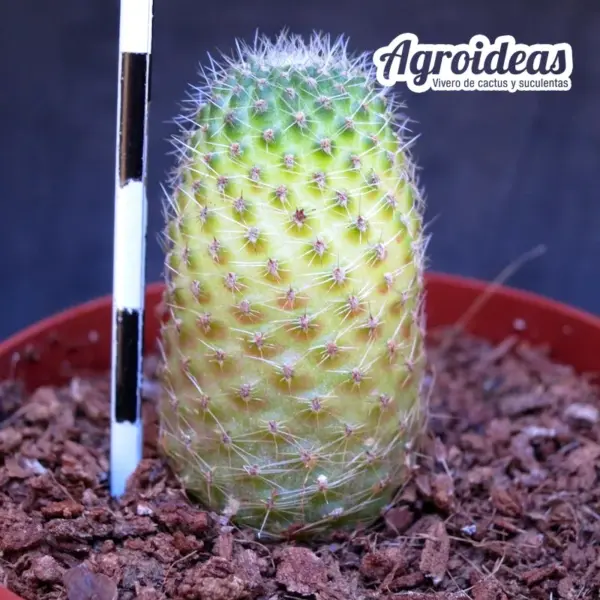 Mediolobivia leopygmaea - Imagen 2