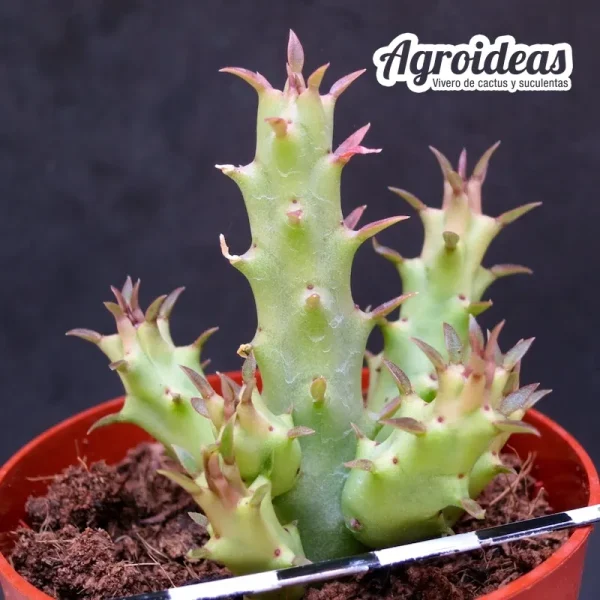 Huerfrerea - Imagen 2