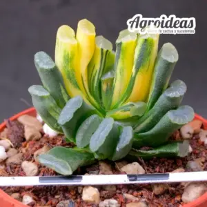 Haworthia truncata "illumination"