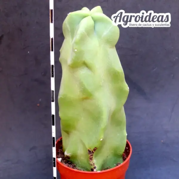 Lophocereus schottii f. mieckleyanus - Imagen 3