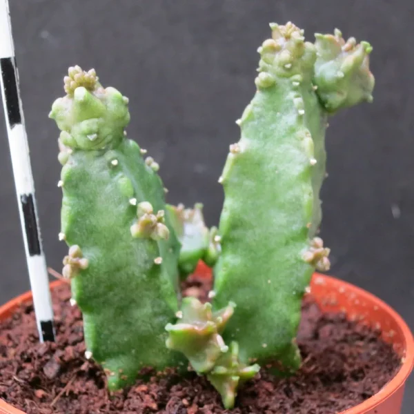 Caralluma hexagona "Lavranos" - Imagen 2