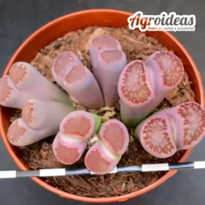 Lithops julii “Red Kikukaseki” Ejemplar MØ-11cm