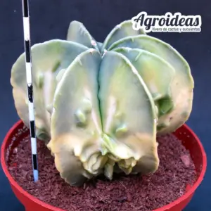 Astrophytum "Fukuryu" Selección MØ-11cm