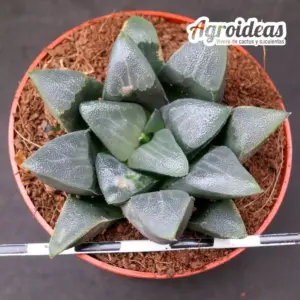 Haworthia bayeri "Mole River"