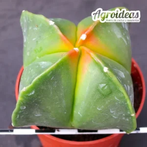 Astrophytum quadricostatum "Selección"