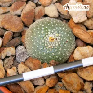 Blossfeldia liliputiana