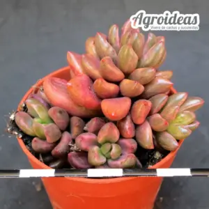 Lenopetalum "Chocolate & Strawberries"