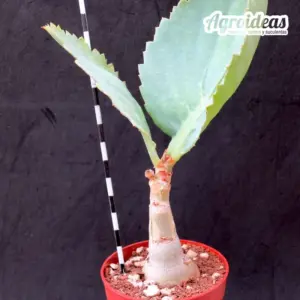 Cyphostemma juttae