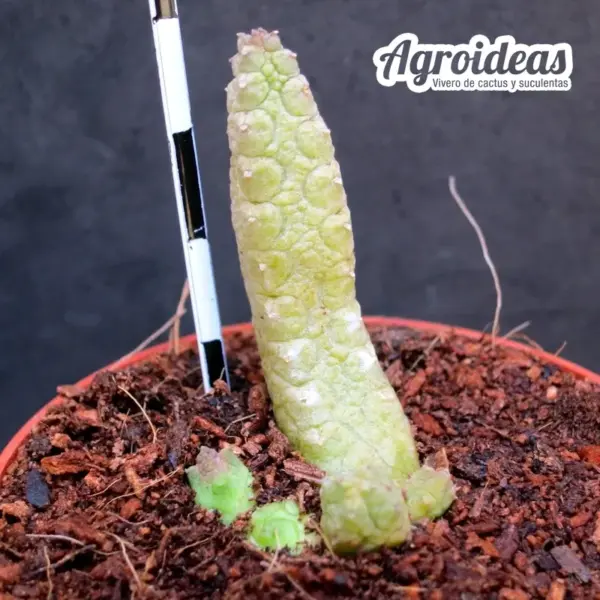 Stapelianthus madagascariensis x Pseudolithos caput-viperae - Imagen 2
