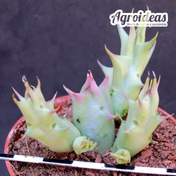 Angolluma gilberthii, Mekele, Etiopia - Imagen 2