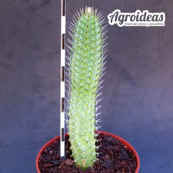 Tavaresia barklyi - Imagen 2