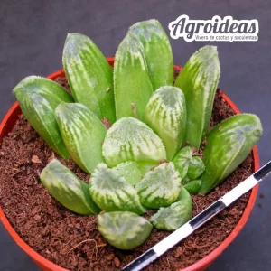 Haworthia "Green man"