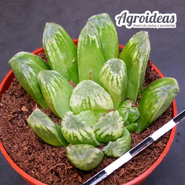 Haworthia "Green man"