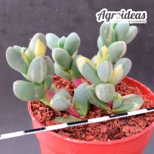Corpuscularia lehmannii "variegata"