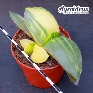 Gasteria híbrida «variegata»